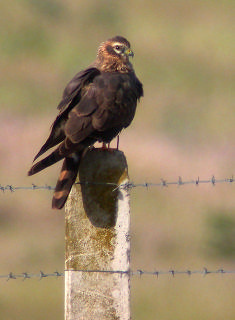 Aguilucho cenizo